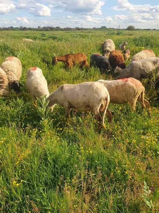 Vand oi tinere bune de tinut