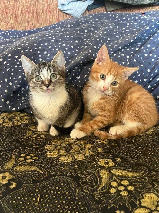 Ofer pisicuțe cuminți