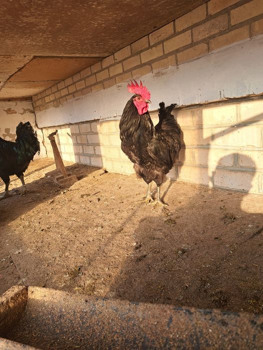 Gigant Qora Shaxzoda tuxumlari sotilodi