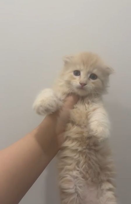 Золотыее Котятаа