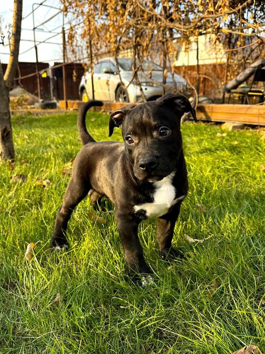 Американский стаффордширский терьер