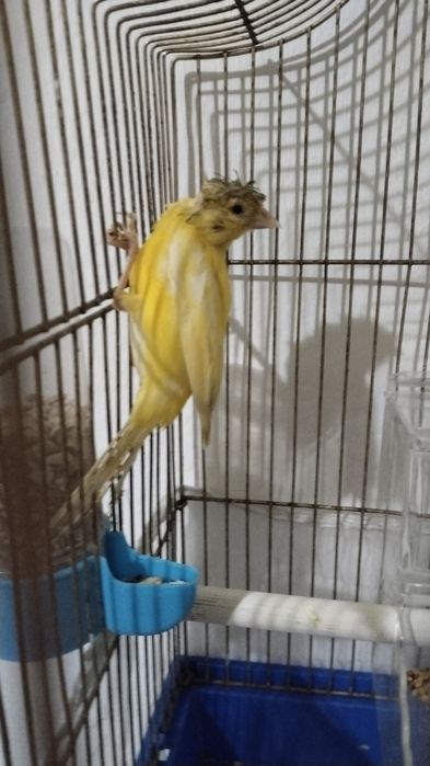 Кенор молодой ппрдам