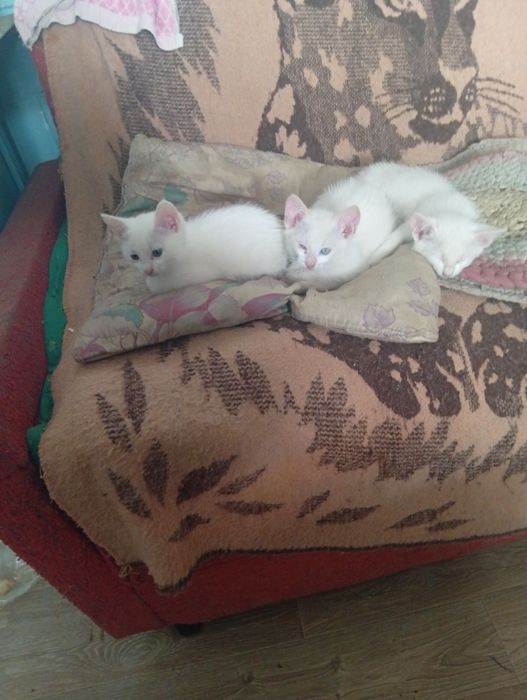 Отдам котят в хорошие руки БеСПЛаТНо