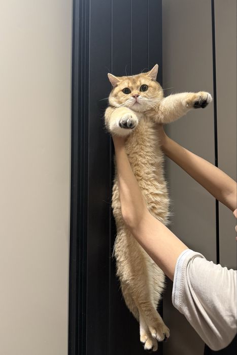 СКИДКА!!!Срочно британскую золотую шиншиллани сотаман