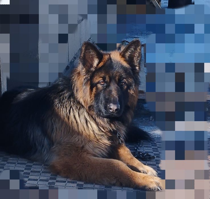 Вязка ,немец -10 000