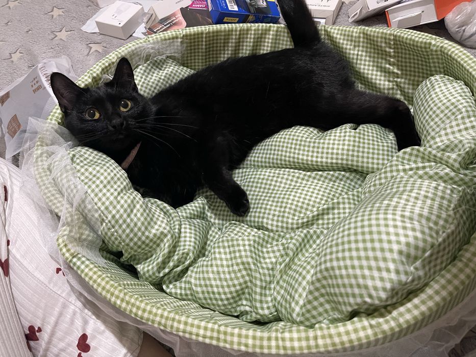 Лежак для животных