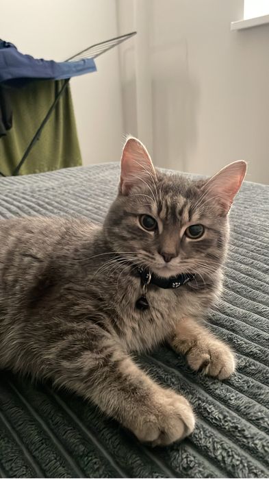 Отдам кота в добрые руки