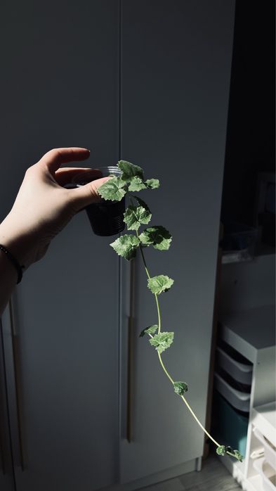 Лофоспермум розовый