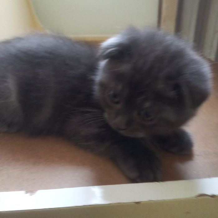 Вислоухий британец 1,5 мес мальчик