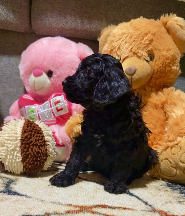 Мини пудел той пудел момиче