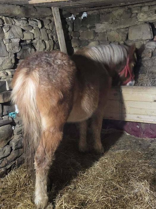 Тежковоз хафлингер година и два месеца