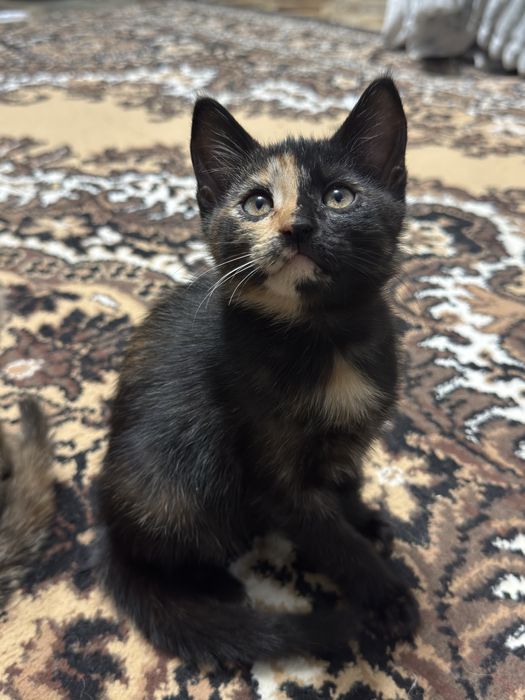 Отдадим котят в хорошие руки