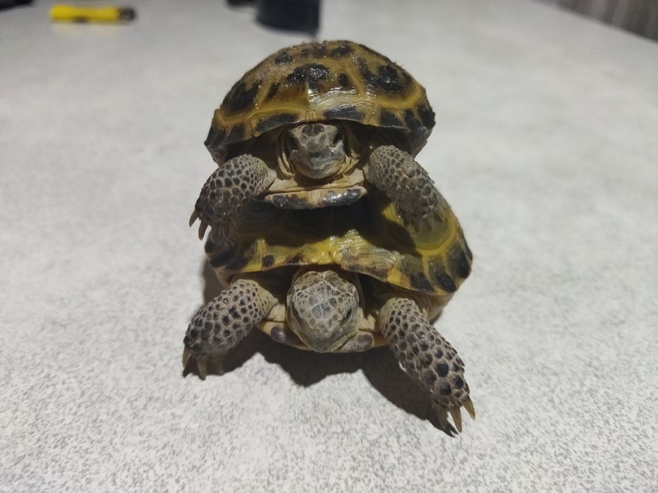 Продам черепаху сухопутная