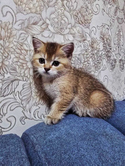 Продаю котят Скотиш Фолд