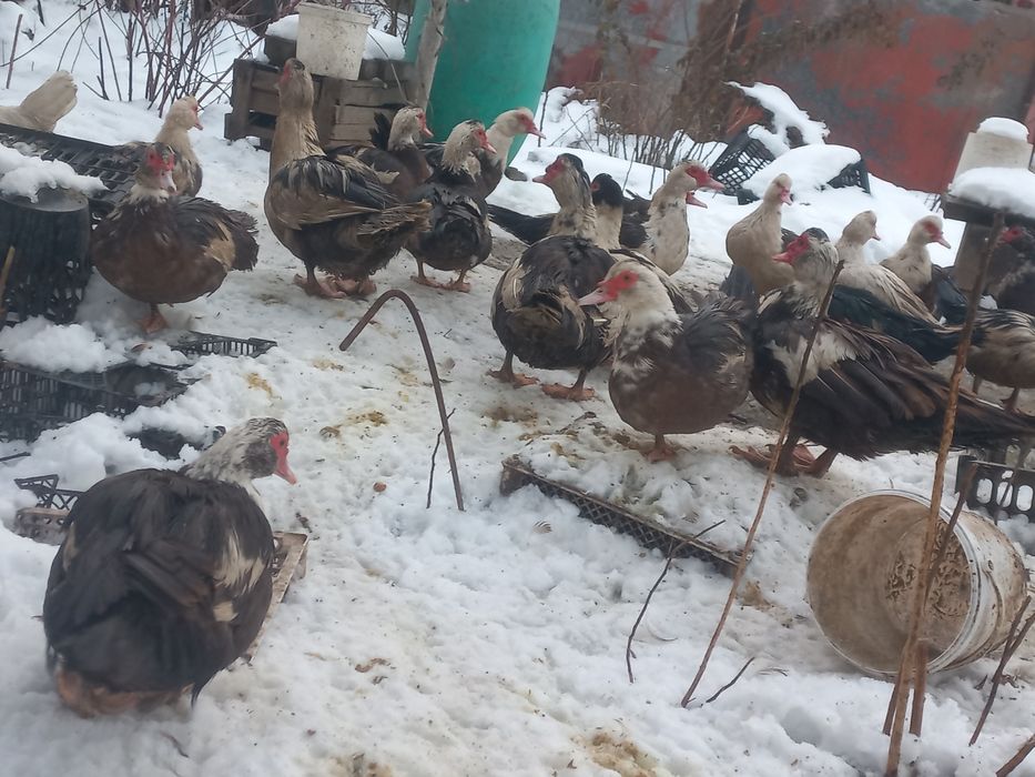 Продам крупных  молодых  индоуток