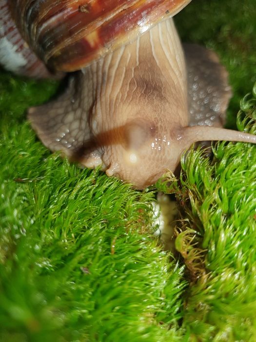 Улитки Ахатины!!