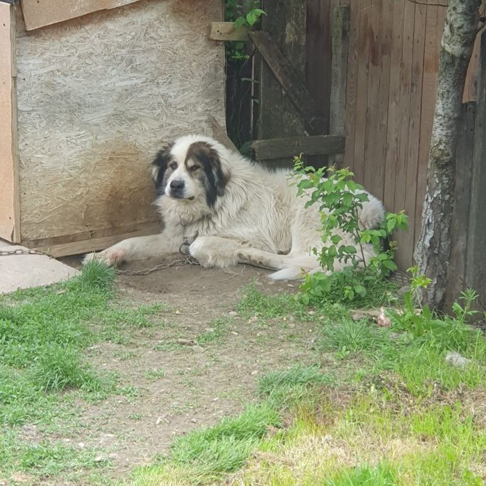 Ciobanesc de Bucovina
