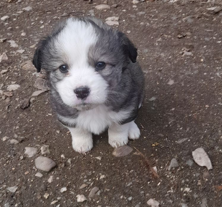 Donez catei rasa comuna