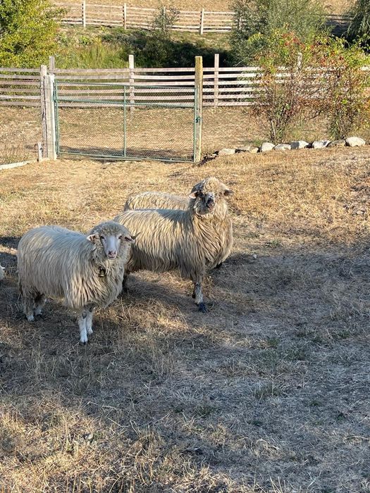 Vand 2 noatin și un miel