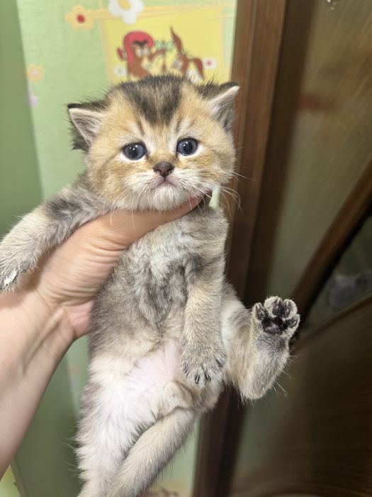 Продается шоко-золото британский