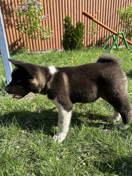 Американский Акита