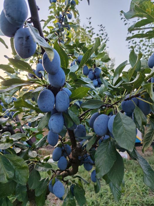 Gem de prune  – preparat din prune românești