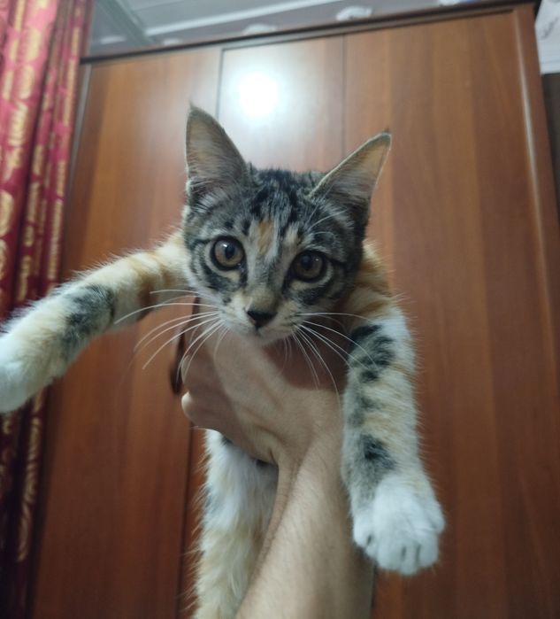 Черно оранжевый котенок