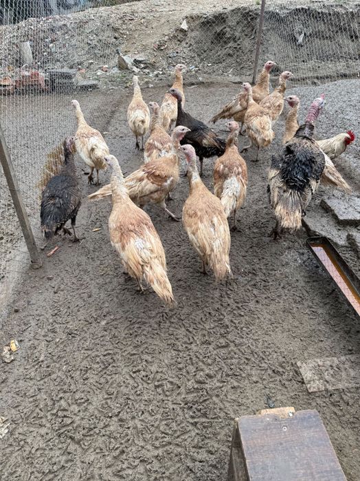 Пуешки яйца за люпене