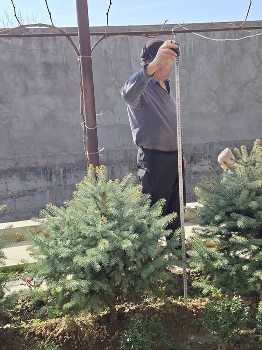 Goluboy Gel  ko'k archa ko‘chati sotiladi