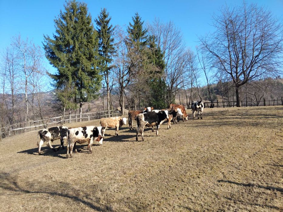 Vindem Lot de zece bucăți 6 Junici și 4 taurii