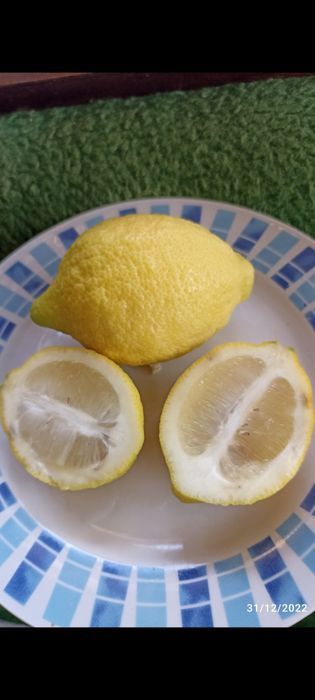 Лимон дърво плододаващ