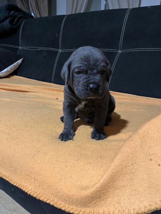 Kane corso бебета