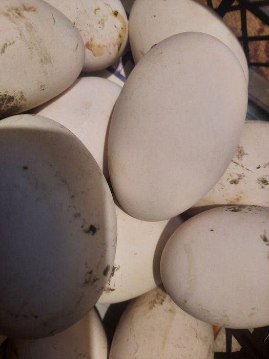 Ouă de gâscă și de rață