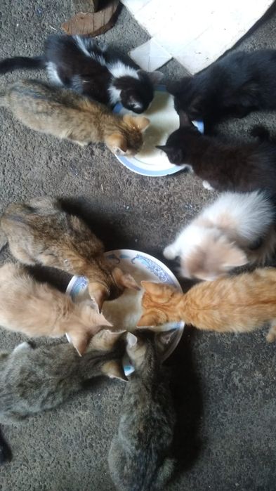 Котята хорошие, бесплатно.