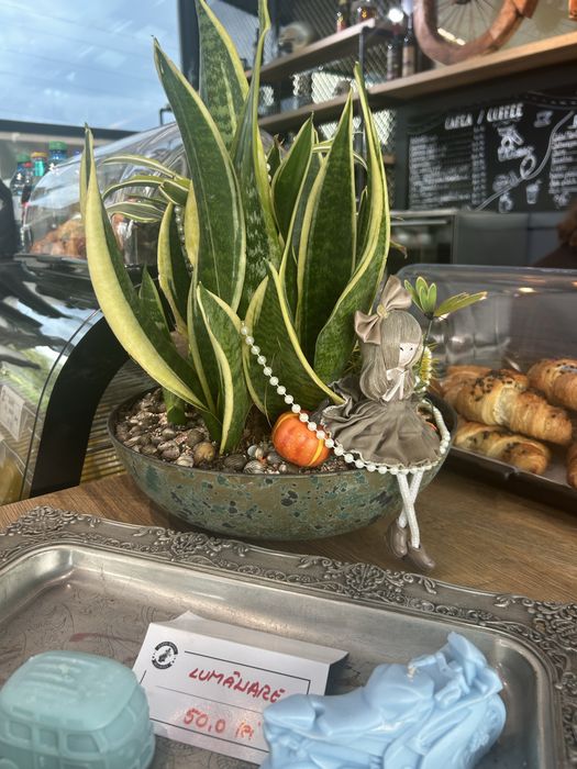 Aranjament plante interior în bol – Creație proprie (Sansevieria & Dracaena)