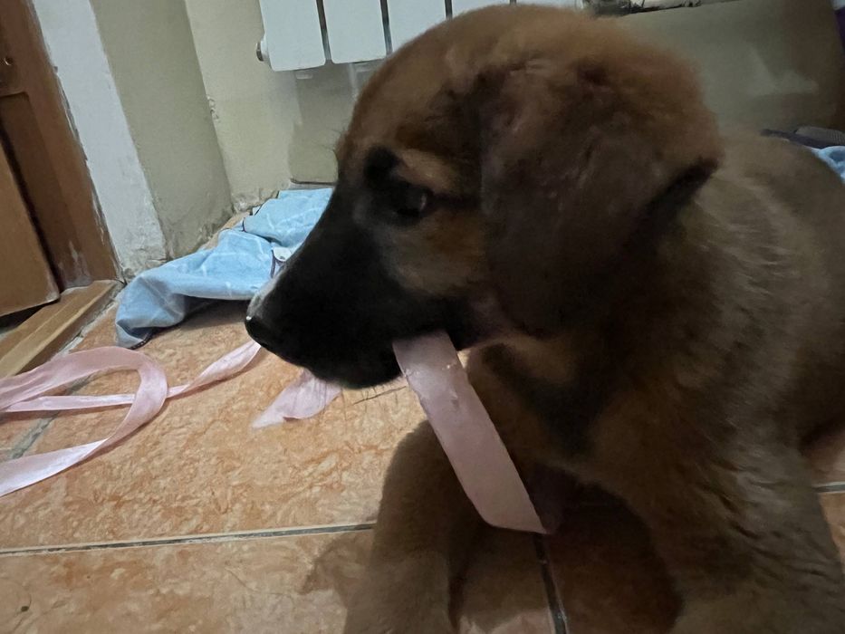 Щенок , отдадим в хорошие руки это девочка