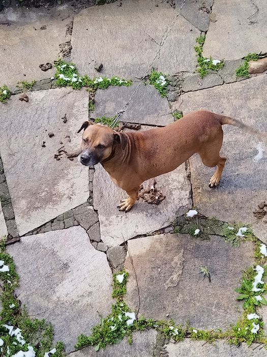 Подарявам куче питбул