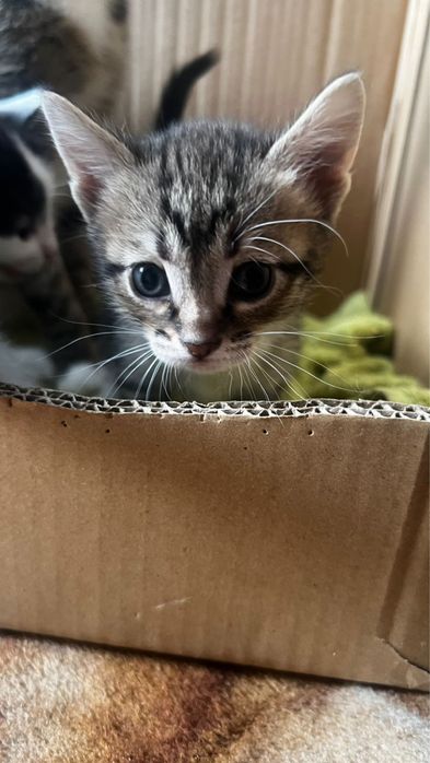 Отдам даром котят