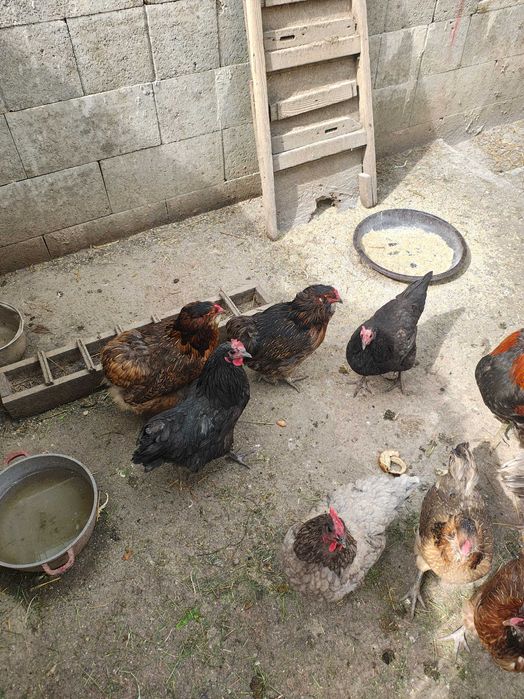 Gaini araucana ameraucana ouă verzi