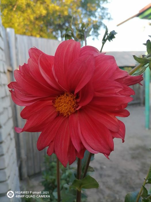 Клубни георгин красные