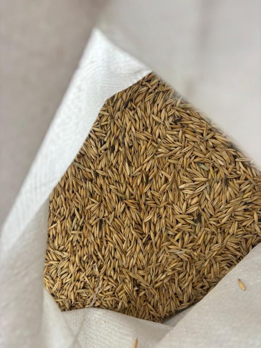 Овес кормовой 160 тг за кг