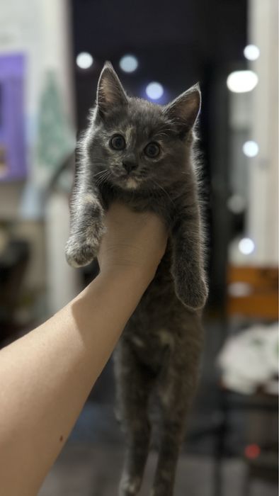 Котята девочки 1,5 месяца