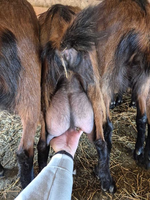 Capre Alpina Franceză – vând tot efectivul