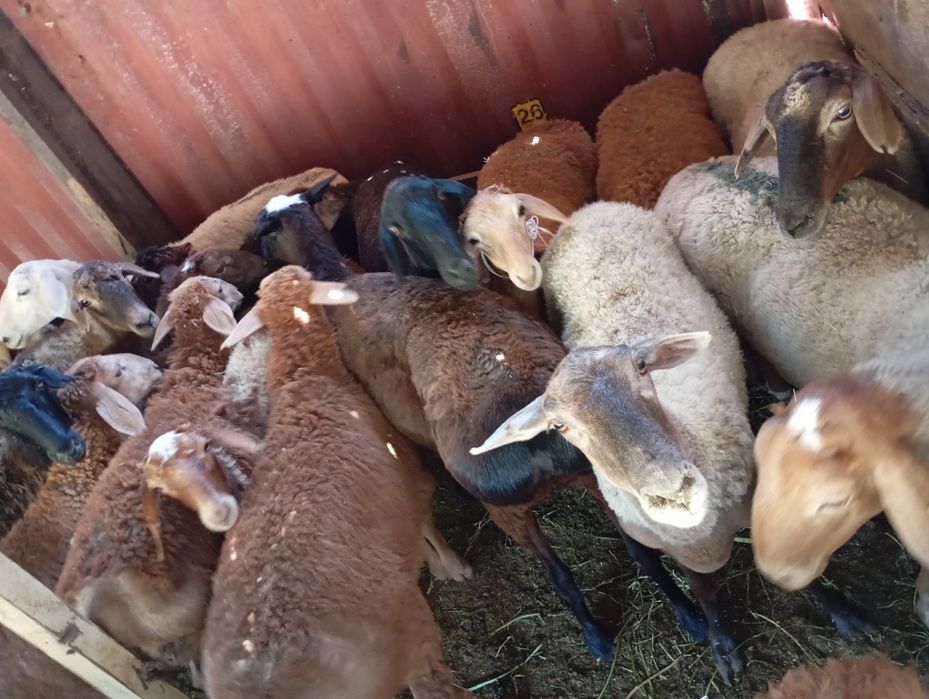 Семиз Кой сатылады