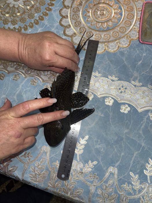 Парчовый птеригоплихт