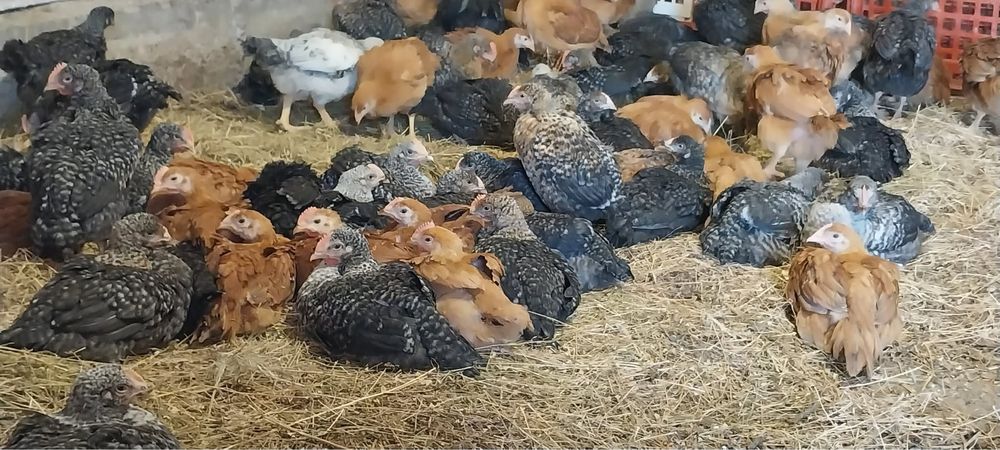 Pui rosii si porumbaci