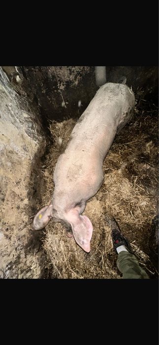 Vand berbec de reproductie varsta un an pret negociabil