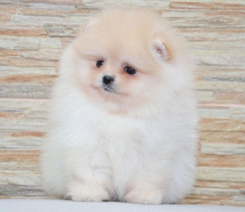 Fetita pomeranian mini/toy!