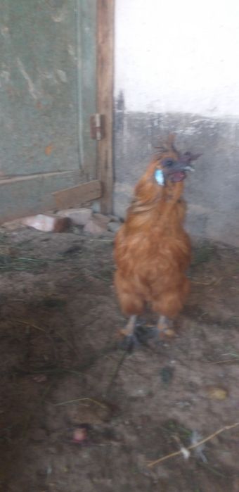 Шолк хорозлар сотилади