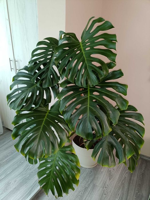Kroton, filodendron, ficus peste 1 m înălțime
